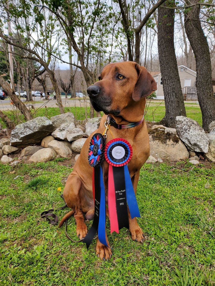 Suffolk Obedience Training Club Dog Show